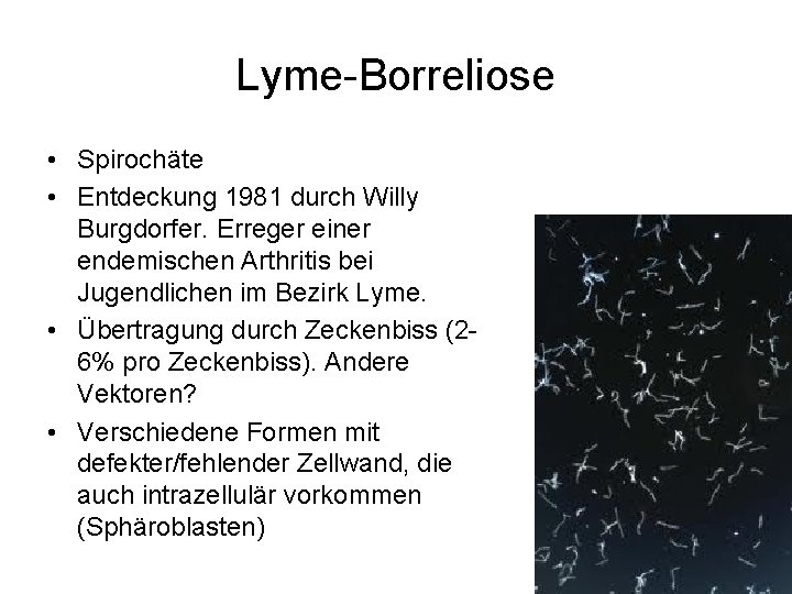 Lyme-Borreliose • Spirochäte • Entdeckung 1981 durch Willy Burgdorfer. Erreger einer endemischen Arthritis bei