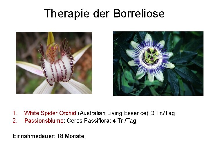 Therapie der Borreliose 1. 2. White Spider Orchid (Australian Living Essence): 3 Tr. /Tag