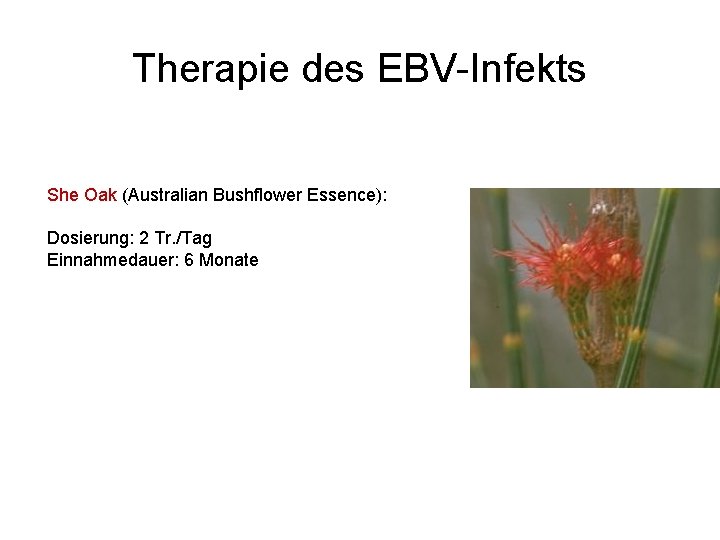 Therapie des EBV-Infekts She Oak (Australian Bushflower Essence): Dosierung: 2 Tr. /Tag Einnahmedauer: 6
