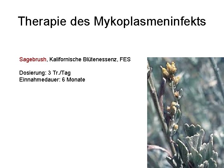 Therapie des Mykoplasmeninfekts Sagebrush, Kalifornische Blütenessenz, FES Dosierung: 3 Tr. /Tag Einnahmedauer: 6 Monate