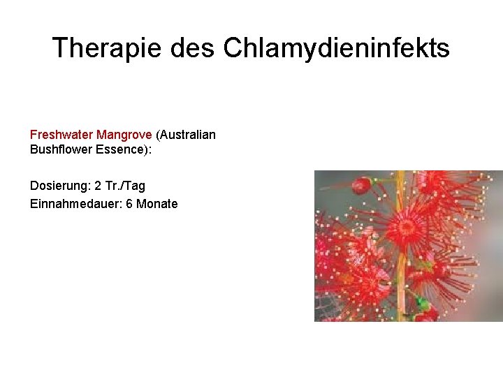 Therapie des Chlamydieninfekts Freshwater Mangrove (Australian Bushflower Essence): Dosierung: 2 Tr. /Tag Einnahmedauer: 6