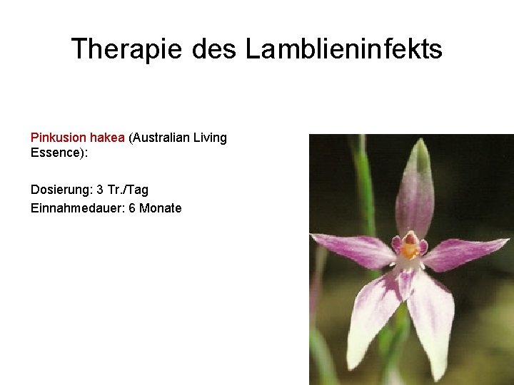 Therapie des Lamblieninfekts Pinkusion hakea (Australian Living Essence): Dosierung: 3 Tr. /Tag Einnahmedauer: 6