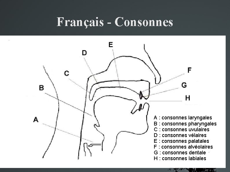 Français - Consonnes A : consonnes laryngales B : consonnes pharyngales C : consonnes