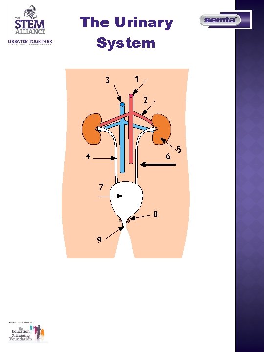 The Urinary System 3 1 2 6 4 7 8 9 5 