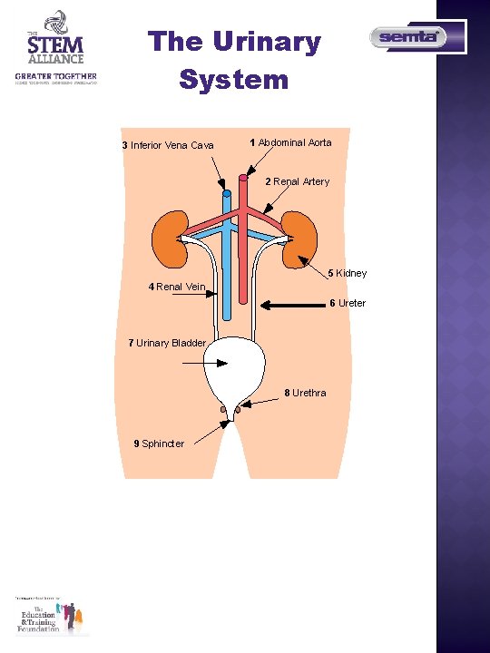 The Urinary System 3 Inferior Vena Cava 1 Abdominal Aorta 2 Renal Artery 5