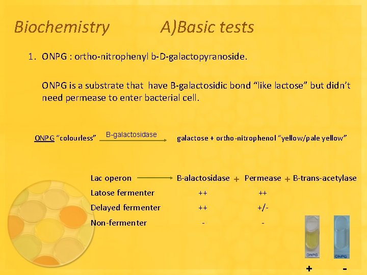 Biochemistry A)Basic tests 1. ONPG : ortho-nitrophenyl b-D-galactopyranoside. ONPG is a substrate that have