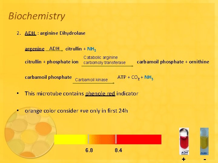 Biochemistry 2. ADH : arginine Dihydrolase argenine ADH citrullin + NH 3 citrullin +