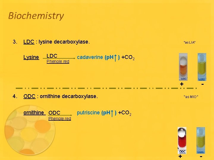 Biochemistry 3. LDC : lysine decarboxylase. Lysine LDC Phenole red “as LIA” cadaverine (p.