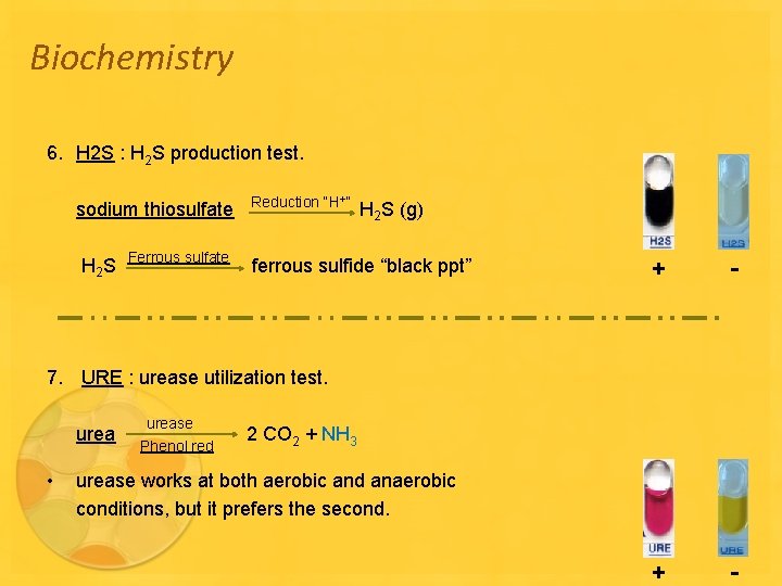 Biochemistry 6. H 2 S : H 2 S production test. sodium thiosulfate H
