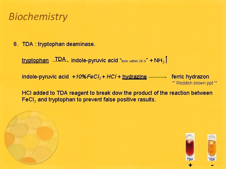 Biochemistry 8. TDA : tryptophan deaminase. tryptophan TDA indole-pyruvic acid “form within 24 h”