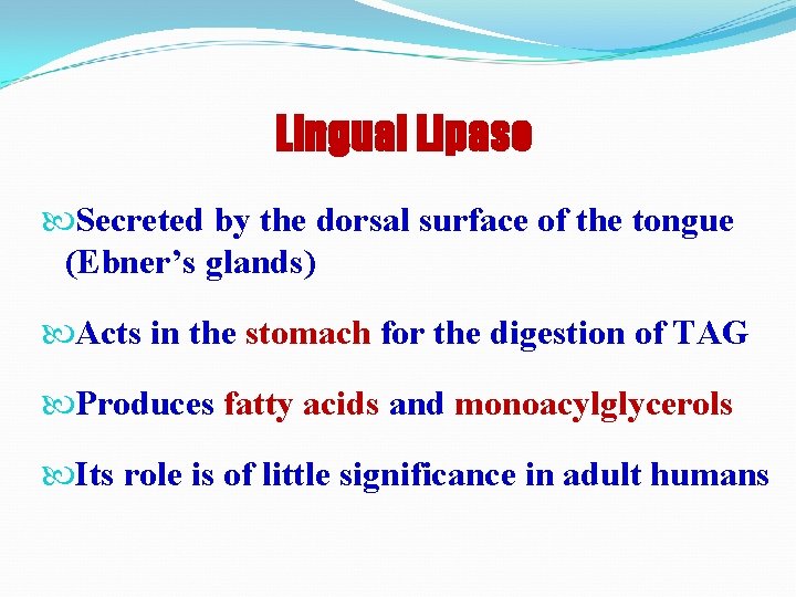 Lingual Lipase Secreted by the dorsal surface of the tongue (Ebner’s glands) Acts in