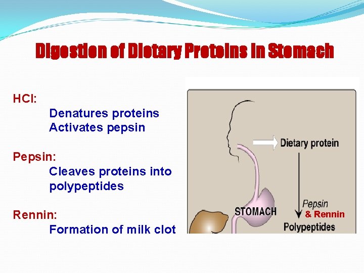 Digestion of Dietary Proteins in Stomach HCl: Denatures proteins Activates pepsin Pepsin: Cleaves proteins