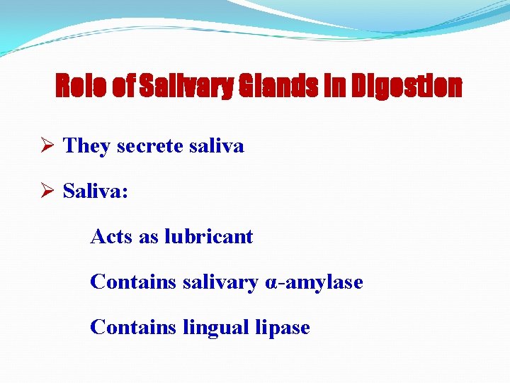 Role of Salivary Glands in Digestion Ø They secrete saliva Ø Saliva: Acts as