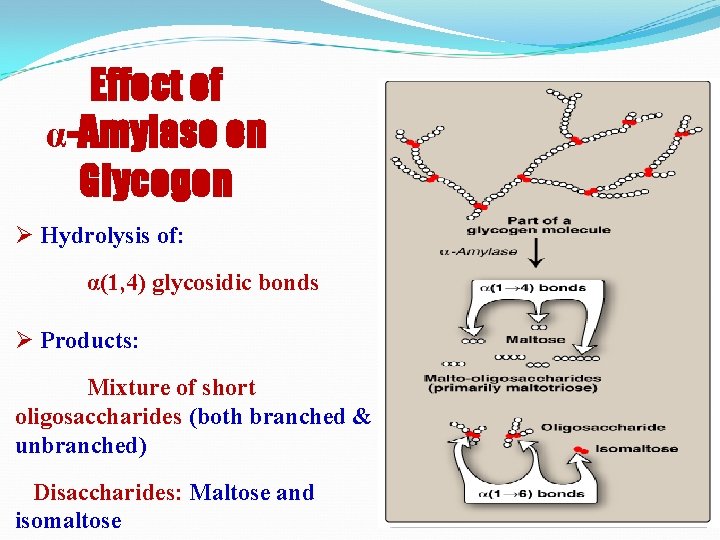 Effect of α-Amylase on Glycogen Ø Hydrolysis of: α(1, 4) glycosidic bonds Ø Products: