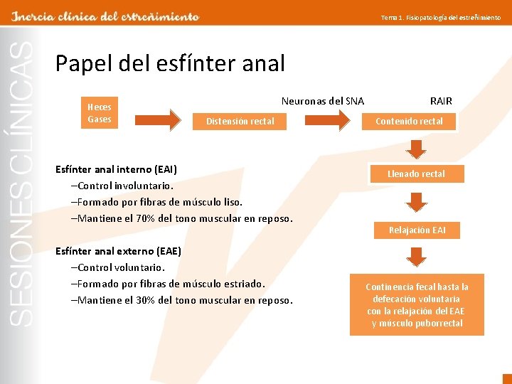 Tema 1. Fisiopatología del estreñimiento Papel del esfínter anal Heces Gases Neuronas del SNA