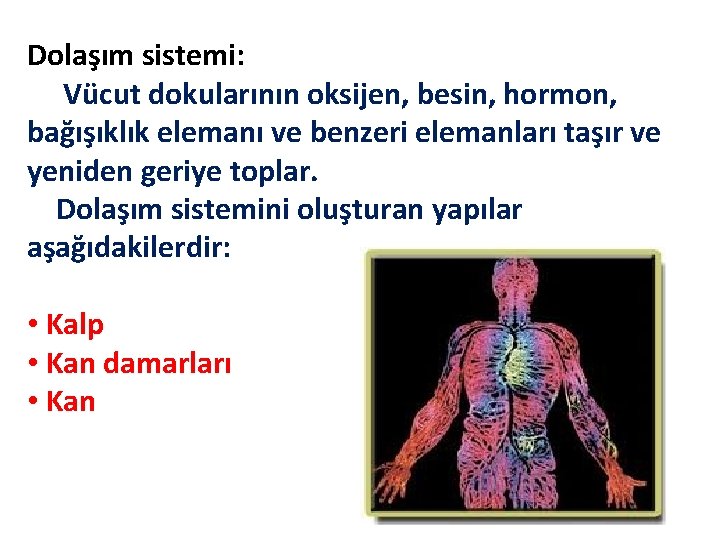 Dolaşım sistemi: Vücut dokularının oksijen, besin, hormon, bağışıklık elemanı ve benzeri elemanları taşır ve