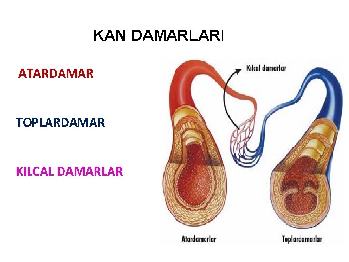 KAN DAMARLARI ATARDAMAR TOPLARDAMAR KILCAL DAMARLAR 