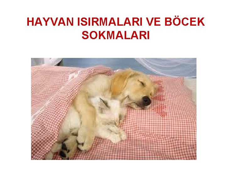 HAYVAN ISIRMALARI VE BÖCEK SOKMALARI 