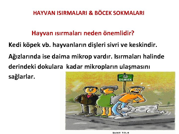 HAYVAN ISIRMALARI & BÖCEK SOKMALARI Hayvan ısırmaları neden önemlidir? Kedi köpek vb. hayvanların dişleri