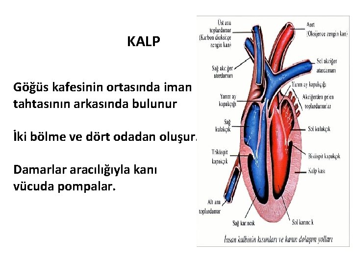 KALP Göğüs kafesinin ortasında iman tahtasının arkasında bulunur İki bölme ve dört odadan oluşur.