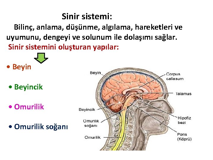 Sinir sistemi: Bilinç, anlama, düşünme, algılama, hareketleri ve uyumunu, dengeyi ve solunum ile dolaşımı