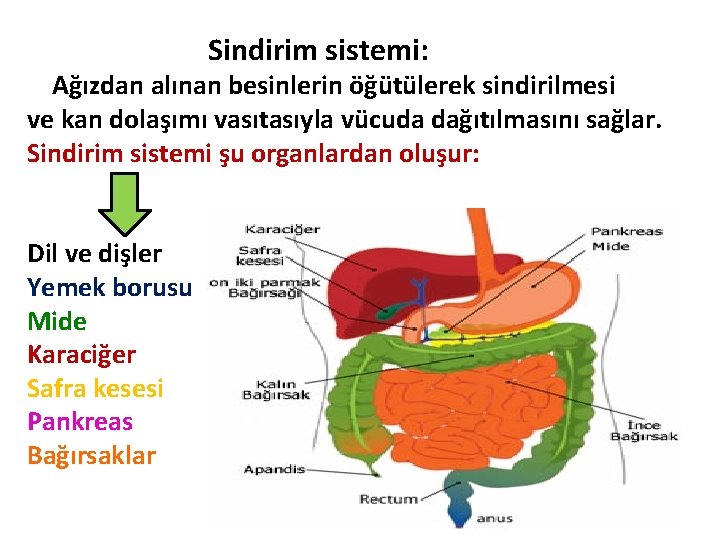 Sindirim sistemi: Ağızdan alınan besinlerin öğütülerek sindirilmesi ve kan dolaşımı vasıtasıyla vücuda dağıtılmasını sağlar.