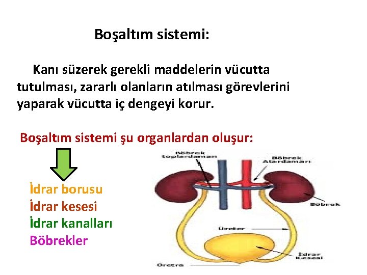 Boşaltım sistemi: Kanı süzerek gerekli maddelerin vücutta tutulması, zararlı olanların atılması görevlerini yaparak vücutta