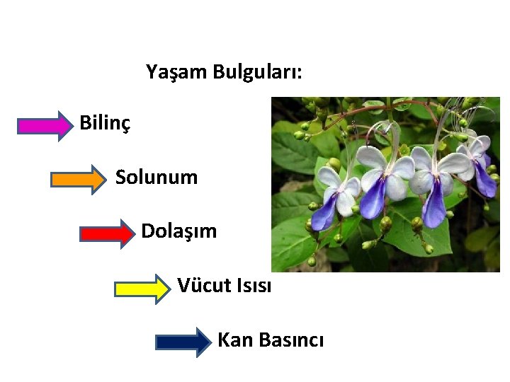 Yaşam Bulguları: Bilinç Solunum Dolaşım Vücut Isısı Kan Basıncı 