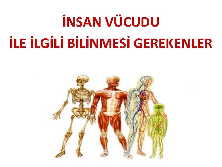 İNSAN VÜCUDU İLE İLGİLİ BİLİNMESİ GEREKENLER 