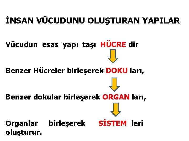 İNSAN VÜCUDUNU OLUŞTURAN YAPILAR Vücudun esas yapı taşı HÜCRE dir Benzer Hücreler birleşerek DOKU