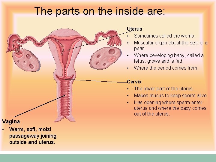 The parts on the inside are: Uterus • Sometimes called the womb. • Muscular