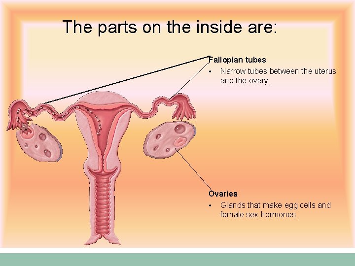 The parts on the inside are: Fallopian tubes • Narrow tubes between the uterus