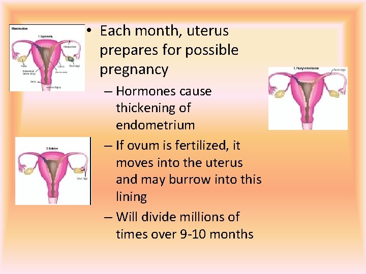  • Each month, uterus prepares for possible pregnancy – Hormones cause thickening of