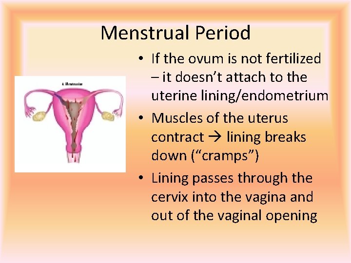 Menstrual Period • If the ovum is not fertilized – it doesn’t attach to