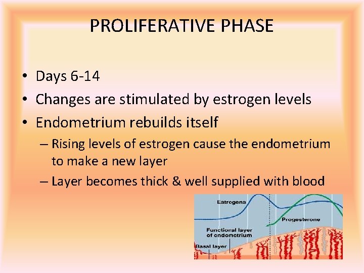 PROLIFERATIVE PHASE • Days 6 -14 • Changes are stimulated by estrogen levels •
