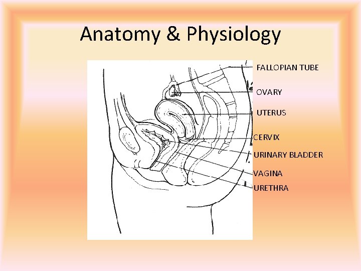 Anatomy & Physiology FALLOPIAN TUBE OVARY UTERUS CERVIX URINARY BLADDER VAGINA URETHRA 