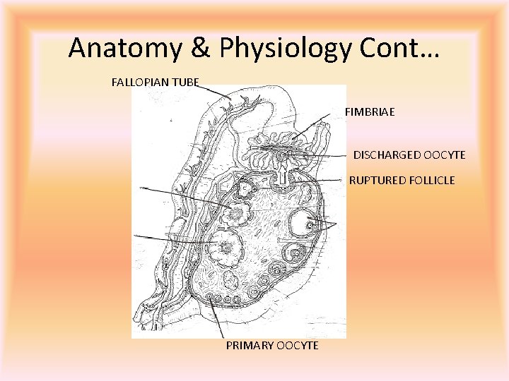 Anatomy & Physiology Cont… FALLOPIAN TUBE FIMBRIAE DISCHARGED OOCYTE RUPTURED FOLLICLE PRIMARY OOCYTE 