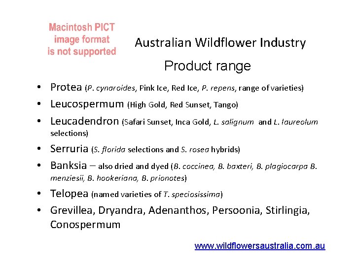 Australian Wildflower Industry Product range • Protea (P. cynaroides, Pink Ice, Red Ice, P.