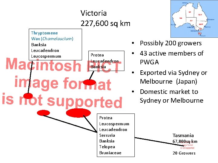 Victoria 227, 600 sq km Thryptomene Wax (Chamelaucium) Banksia Leucadendron Leucospermum Protea Leucadendron Banksia