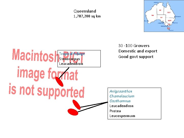 Queensland 1, 787, 200 sq km Tropical foliage Stenocarpus Leucadendron 30 -100 Growers Domestic