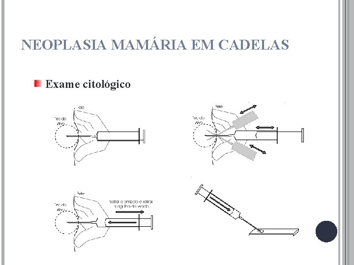 NEOPLASIA MAMÁRIA EM CADELAS Exame citológico 