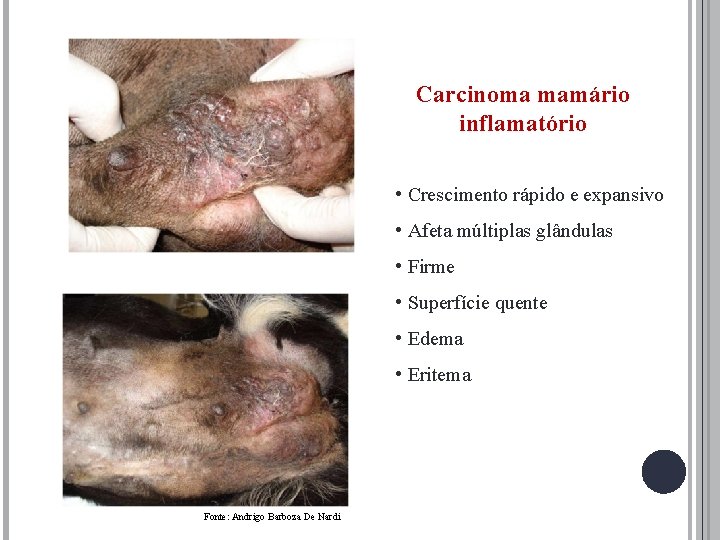 Carcinoma mamário inflamatório • Crescimento rápido e expansivo • Afeta múltiplas glândulas • Firme