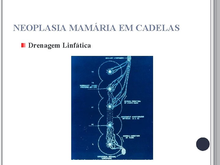 NEOPLASIA MAMÁRIA EM CADELAS Drenagem Linfática 