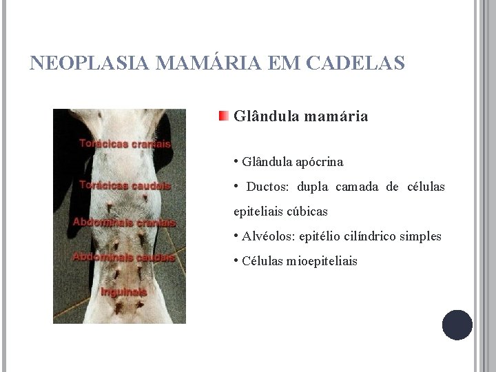 NEOPLASIA MAMÁRIA EM CADELAS Glândula mamária • Glândula apócrina • Ductos: dupla camada de