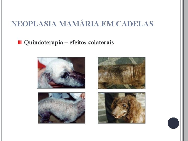 NEOPLASIA MAMÁRIA EM CADELAS Quimioterapia – efeitos colaterais 