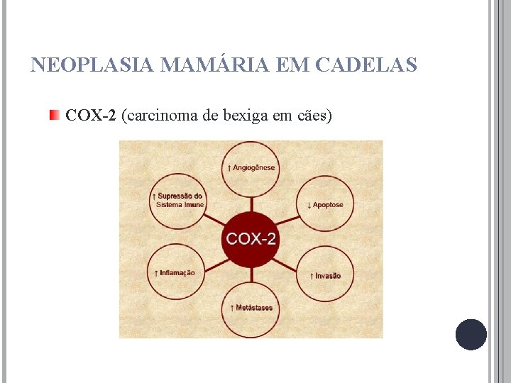 NEOPLASIA MAMÁRIA EM CADELAS COX-2 (carcinoma de bexiga em cães) 