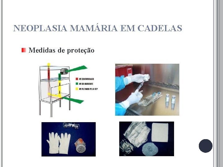 NEOPLASIA MAMÁRIA EM CADELAS Medidas de proteção 