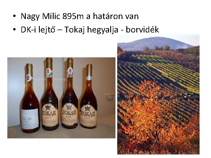  • Nagy Milic 895 m a határon van • DK-i lejtő – Tokaj