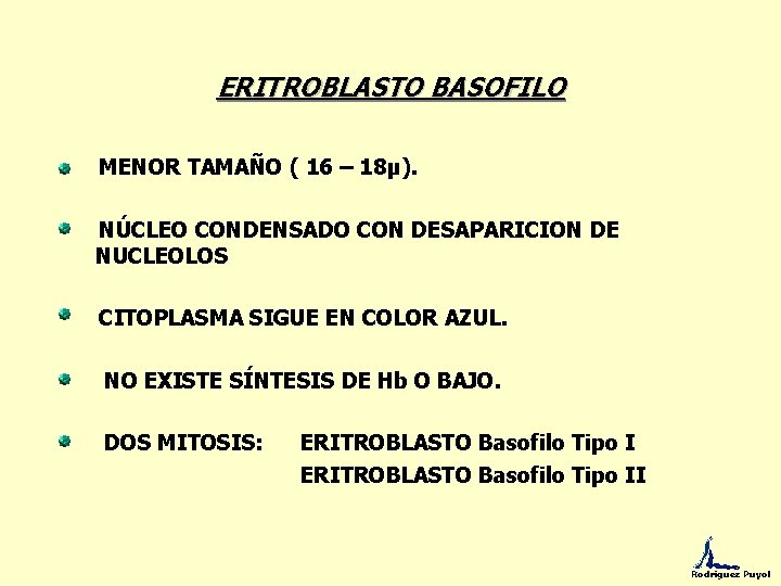 ERITROBLASTO BASOFILO MENOR TAMAÑO ( 16 – 18µ). NÚCLEO CONDENSADO CON DESAPARICION DE NUCLEOLOS