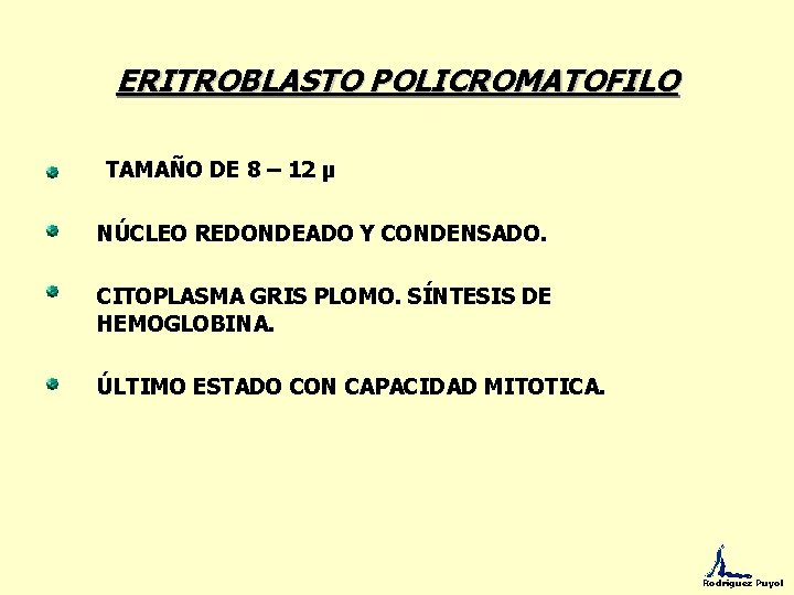ERITROBLASTO POLICROMATOFILO TAMAÑO DE 8 – 12 µ NÚCLEO REDONDEADO Y CONDENSADO. CITOPLASMA GRIS
